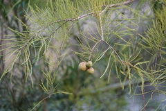 Taxodium distichum