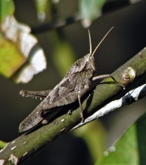 Xyleus discoideus