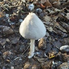 Coprinopsis pseudonivea