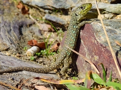 Timon lepidus lepidus