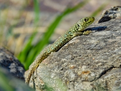 Timon lepidus lepidus