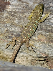 Timon lepidus lepidus