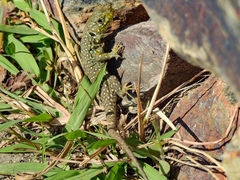 Timon lepidus lepidus