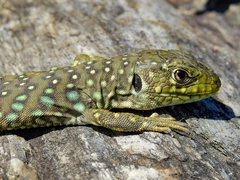 Timon lepidus lepidus