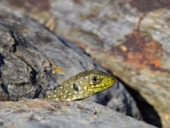 Timon lepidus lepidus