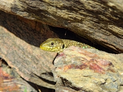 Timon lepidus lepidus