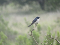 Hirundo dimidiata dimidiata