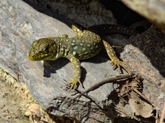 Timon lepidus lepidus