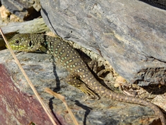 Timon lepidus lepidus