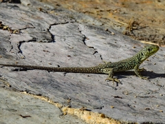 Timon lepidus lepidus