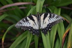 Papilio glaucus