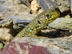 Timon lepidus lepidus