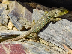 Timon lepidus lepidus