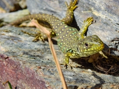 Timon lepidus lepidus