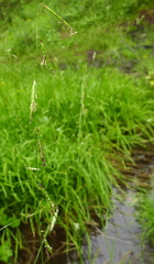 Pleuropogon refractus