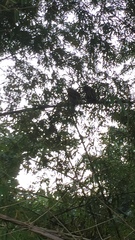Alouatta macconnelli