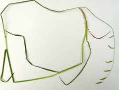 Pleuropogon refractus