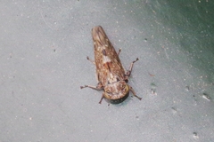 Acericerus vittifrons