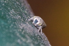 Acericerus vittifrons