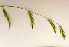 Pleuropogon refractus