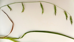 Pleuropogon refractus