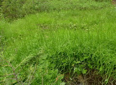 Pleuropogon refractus