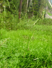 Pleuropogon refractus