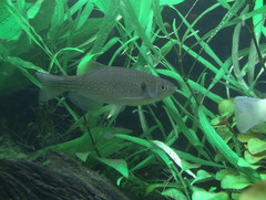 Moustached Danio photo 2