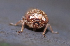 Acericerus vittifrons