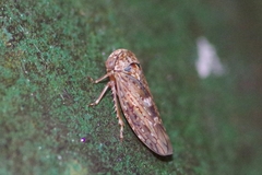 Acericerus vittifrons