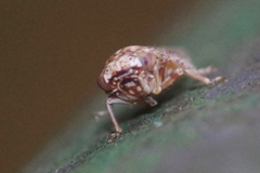 Acericerus vittifrons