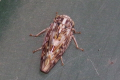 Stenidiocerus poecilus