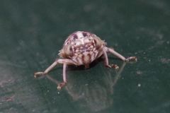 Stenidiocerus poecilus