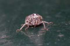 Stenidiocerus poecilus