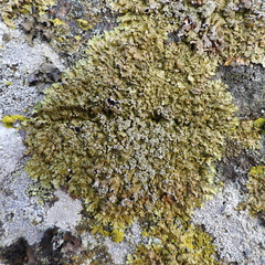 Xanthoparmelia loxodes