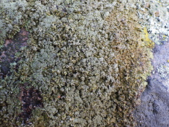 Xanthoparmelia loxodes