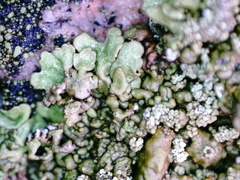 Xanthoparmelia loxodes