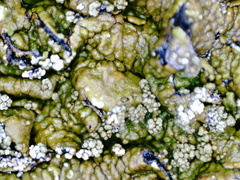 Xanthoparmelia loxodes