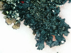 Xanthoparmelia loxodes