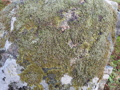 Xanthoparmelia loxodes