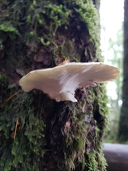 Fayodiaceae