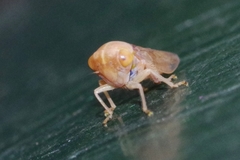 Tremulicerus fulgidus