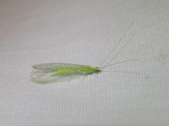 Chrysoperla pudica-group