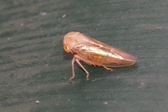 Tremulicerus fulgidus