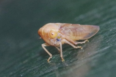 Tremulicerus fulgidus