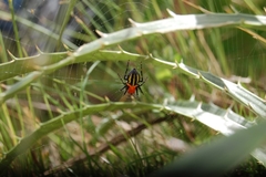 Alpaida quadrilorata