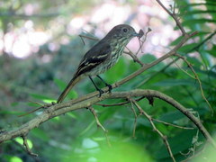 Knipolegus cyanirostris