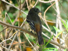 Knipolegus cyanirostris