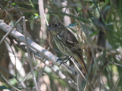 Knipolegus cyanirostris
