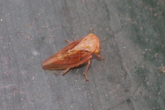 Tremulicerus fulgidus